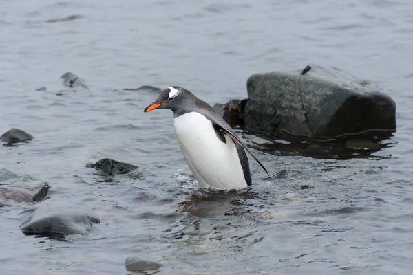 Gentoo Pingvin Megy Víz — Stock Fotó