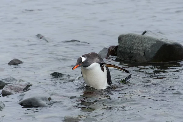 Gentoo Pingouin Dans Eau — Photo