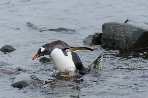 Pinguim Gentoo Indo Água — Fotografia de Stock