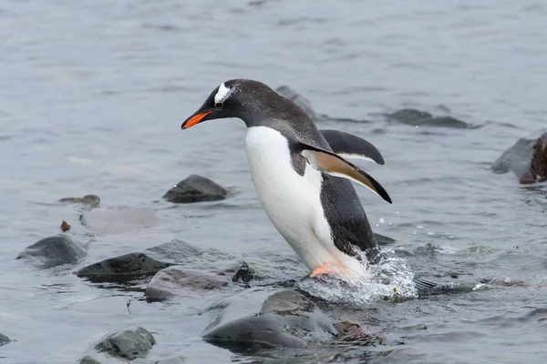 Gentoo Pingouin Dans Eau — Photo