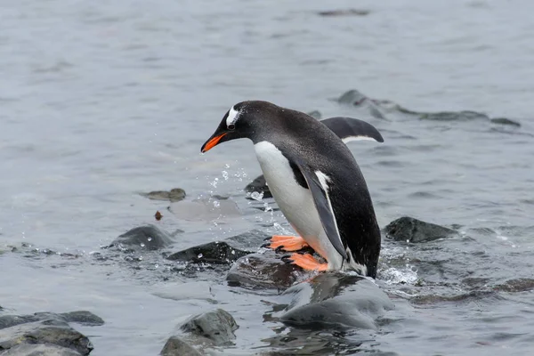 Gentoo Πιγκουίνος Πηγαίνει Στο Νερό — Φωτογραφία Αρχείου