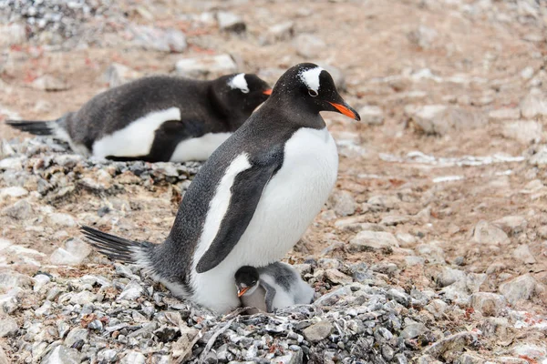 Пингвин Gentoo Цыплятами Гнезде — стоковое фото