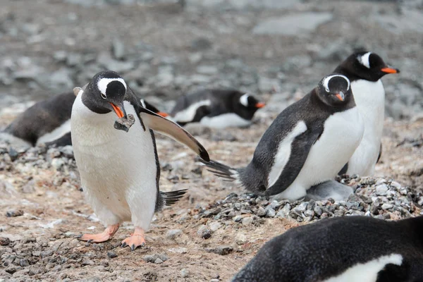 Gentoo Pingvin Csőr — Stock Fotó