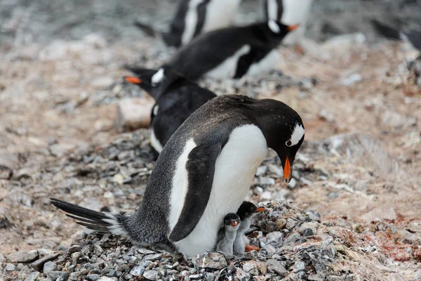 Gentoo Пінгвін Курчат Гніздо — стокове фото