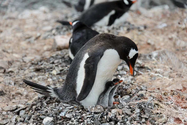 Gentoo Pingouin Avec Des Poussins Dans Nid — Photo