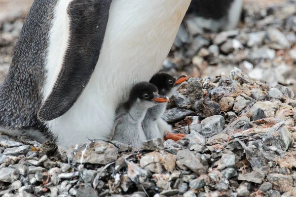 Filhotes Pinguim Gentoo Ninho — Fotografia de Stock