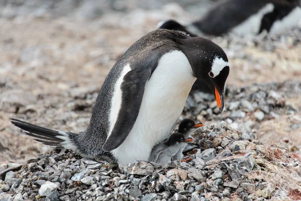 Pingüino Gentoo Con Polluelos Nido —  Fotos de Stock