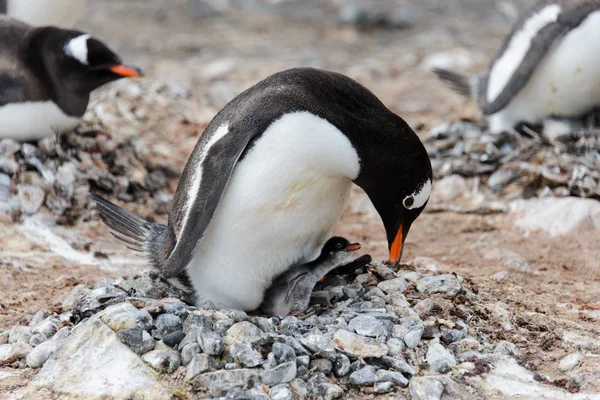 Gentoo Pingouin Avec Des Poussins Dans Nid — Photo