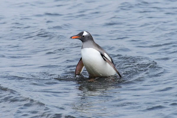 海から行くジェンツー ペンギン — ストック写真