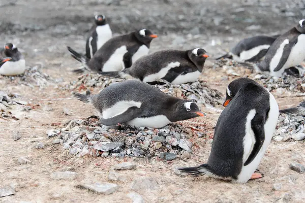 Pingwin Białobrewy Gniazdo Agresywne Otwartym Dziobem — Zdjęcie stockowe