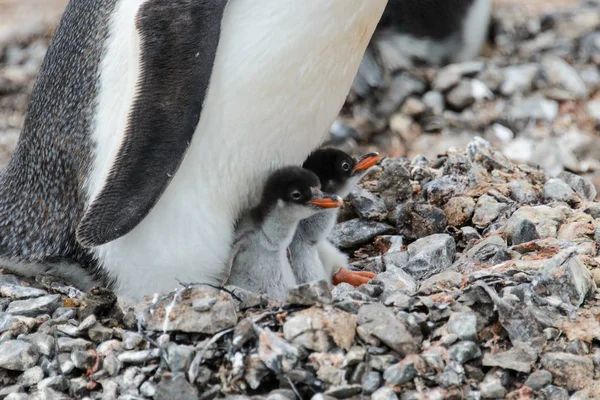 Gentoo Penguin Chicks Nest Stock Image