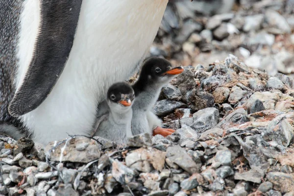 Gentoo Penguin Chicks Nest Royalty Free Stock Images