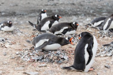 Yuva agresif açık Gaga Gentoo pengueni