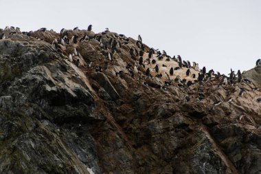 Miğfer penguen kolonisi gösteri