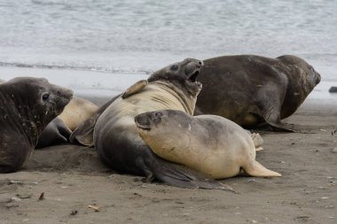 Sahilde deniz filleri