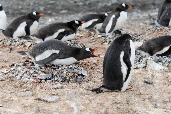 Gentoo Penguin Boet Aggressiva Öppen Näbb — Stockfoto