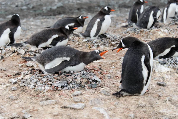 Gentoo Pingouin Dans Nid Agressif Bec Ouvert — Photo