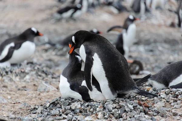 Två Gentoo Pingviner Har Sex — Stockfoto