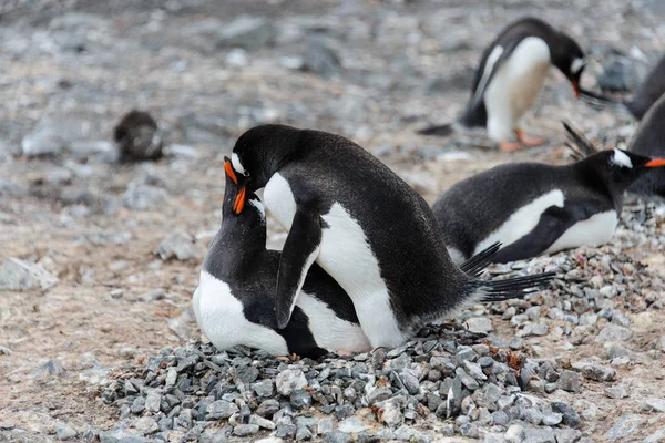 Dwa Pingwiny Białobrewe Seksu — Zdjęcie stockowe