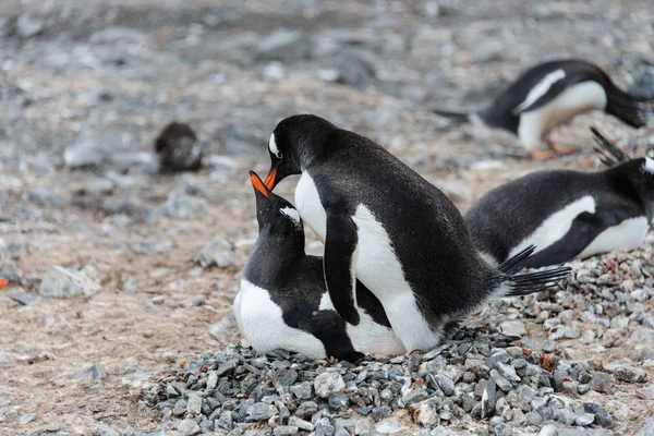 Deux Pingouins Gentils Ont Des Relations Sexuelles — Photo