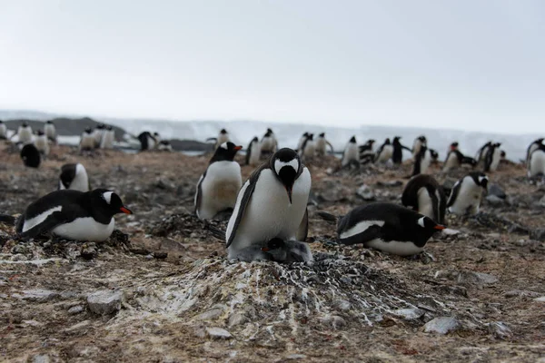 Pingüino Gentoo Con Polluelos Nido —  Fotos de Stock