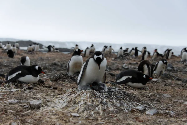 Gentoo penguin with chicks in nest