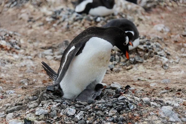 Tučňák Oslí Mláďata Hnízdě — Stock fotografie