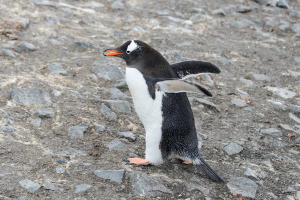 Gentoo Pinguin Mit Stein Schnabel — Stockfoto