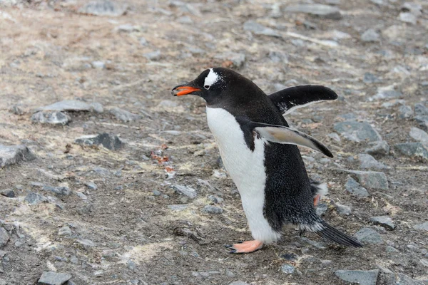 Pinguim Gentoo Com Pedra Bico — Fotografia de Stock