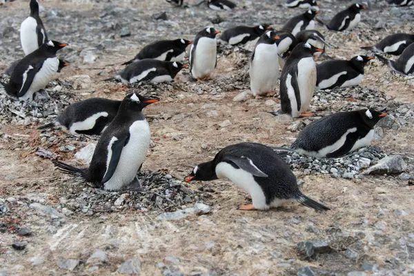 Pingwin Białobrewy Umieścić Kamień Gniazdo — Zdjęcie stockowe