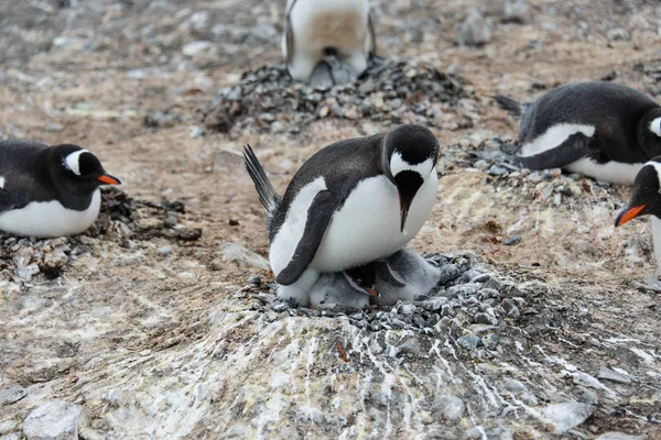 Pingwin Białobrewy Piskląt Gnieździe — Zdjęcie stockowe