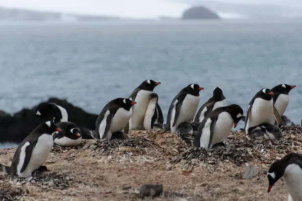 Gentoo Pinguïns Met Kuikens Nest — Stockfoto