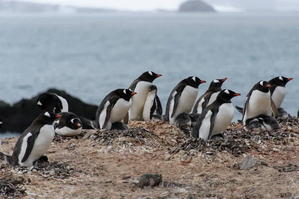 Gentoo Pinguïns Met Kuikens Nest — Stockfoto