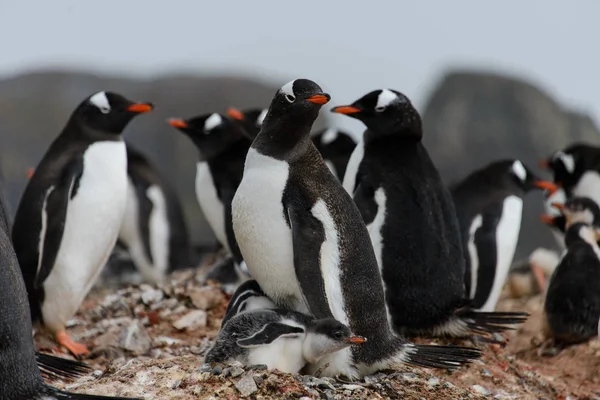 Pinguins Gentoo Com Filhotes Ninho — Fotografia de Stock