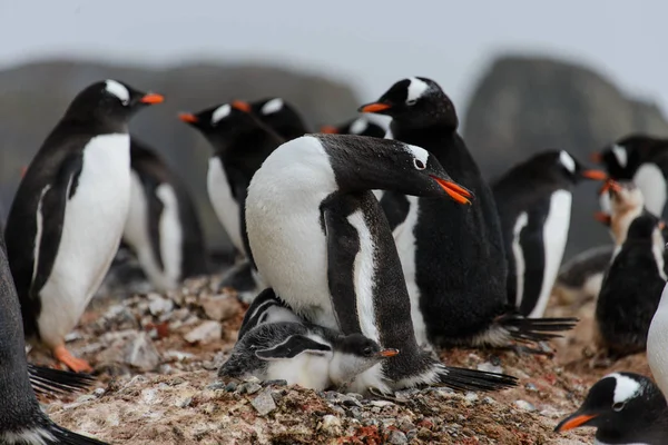 Gentoo penguins with chicks in nest