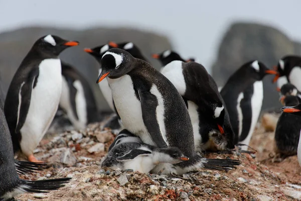 Пингвины Gentoo Цыплятами Гнезде — стоковое фото