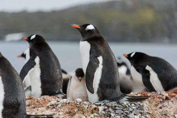 巣の中の雛とジェンツー ペンギン — ストック写真