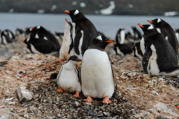 Pinguim Gentoo Com Filhotes Ninho — Fotografia de Stock