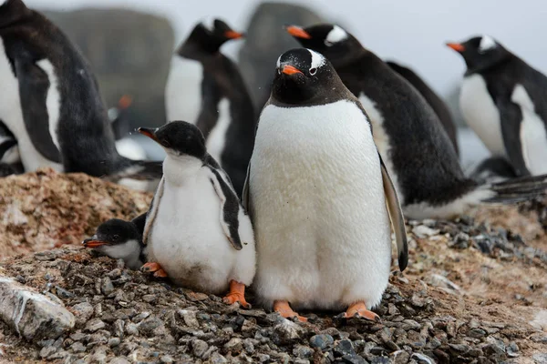 Gentoo penguin with chicks in nest