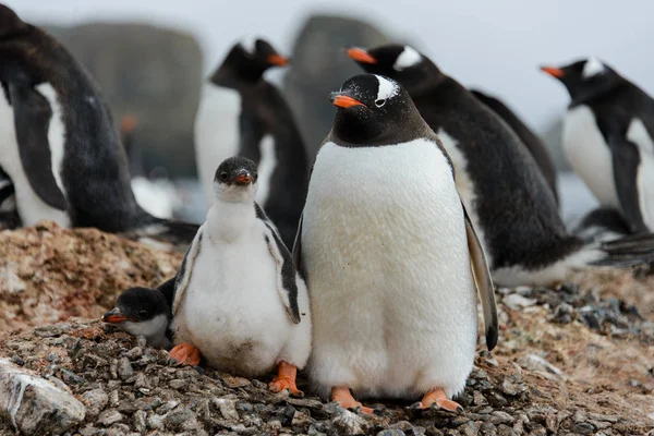 Gentoo Penguen Yuva Civciv Ile — Stok fotoğraf