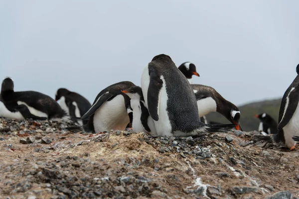 Gentoo Pingvinkoloni — Stockfoto