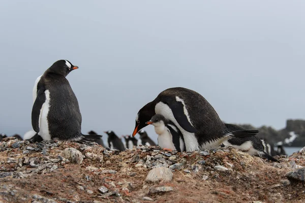 Gentoo Pinguin Mit Küken Nest — Stockfoto