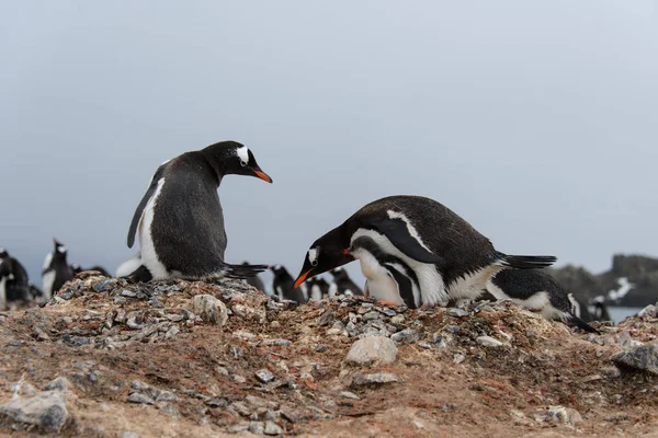 Gentoo Pinguin Legte Stein Ins Nest — Stockfoto