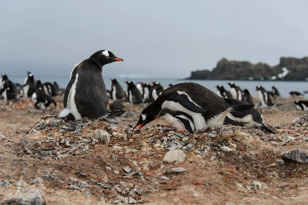 Gentoo Pinguin Legte Stein Ins Nest — Stockfoto