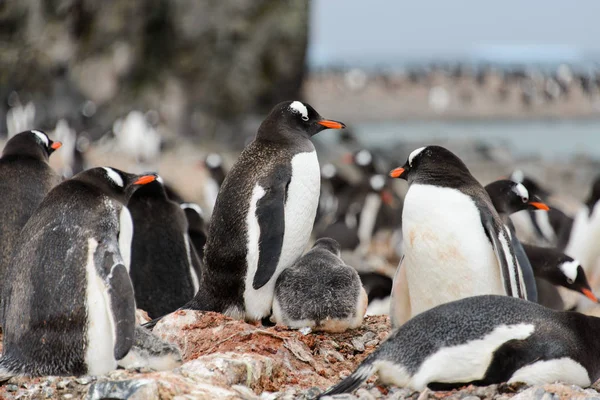 Gentoo Penguin Med Ungarna Boet — Stockfoto