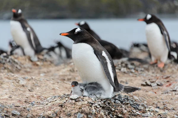 Pinguim Gentoo Com Filhotes Ninho — Fotografia de Stock