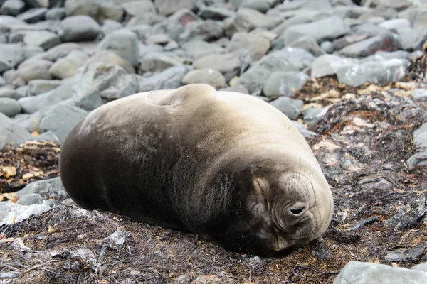 Elephant seal at nature