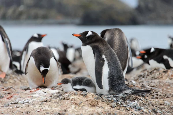 Pingüino Gentoo Con Polluelos Nido —  Fotos de Stock