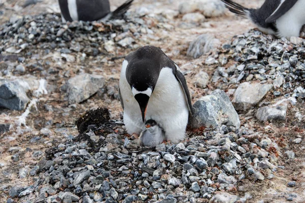 Gentoo Pinguin Mit Küken Nest — Stockfoto