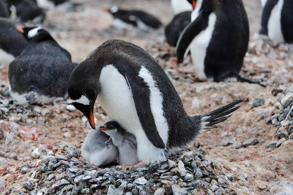 Gentoo Pingouin Avec Des Poussins Dans Nid — Photo